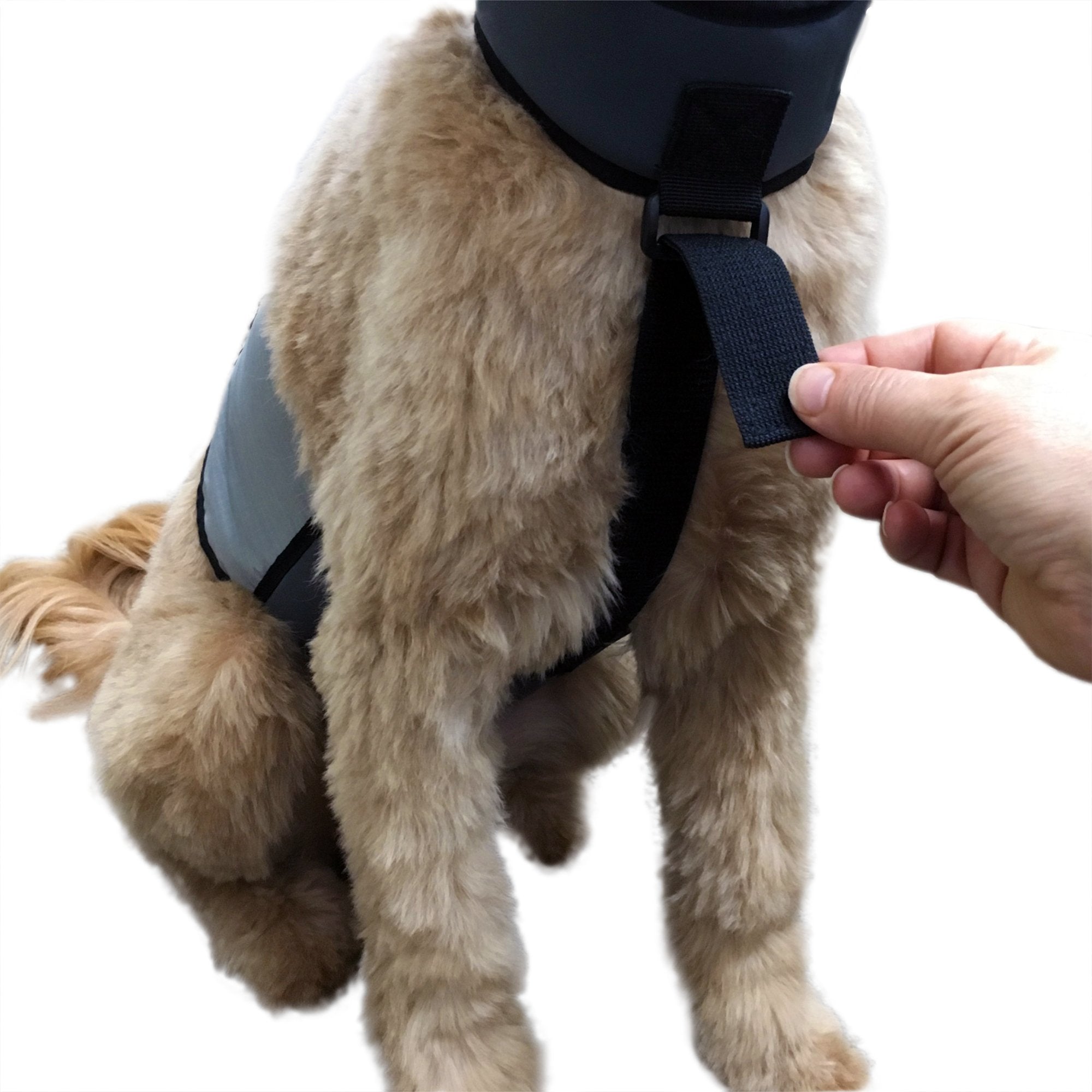 CoolerDog FlexiFreeze inserts ready in pure-water packs for cooling.