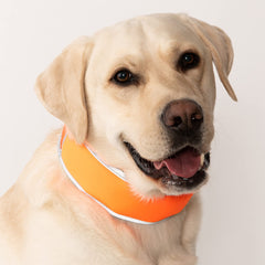 CoolerDog collar worn by a large dog during sunset walk for safety.