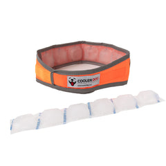 Reflective orange trim on CoolerDog collar visible at dawn.
