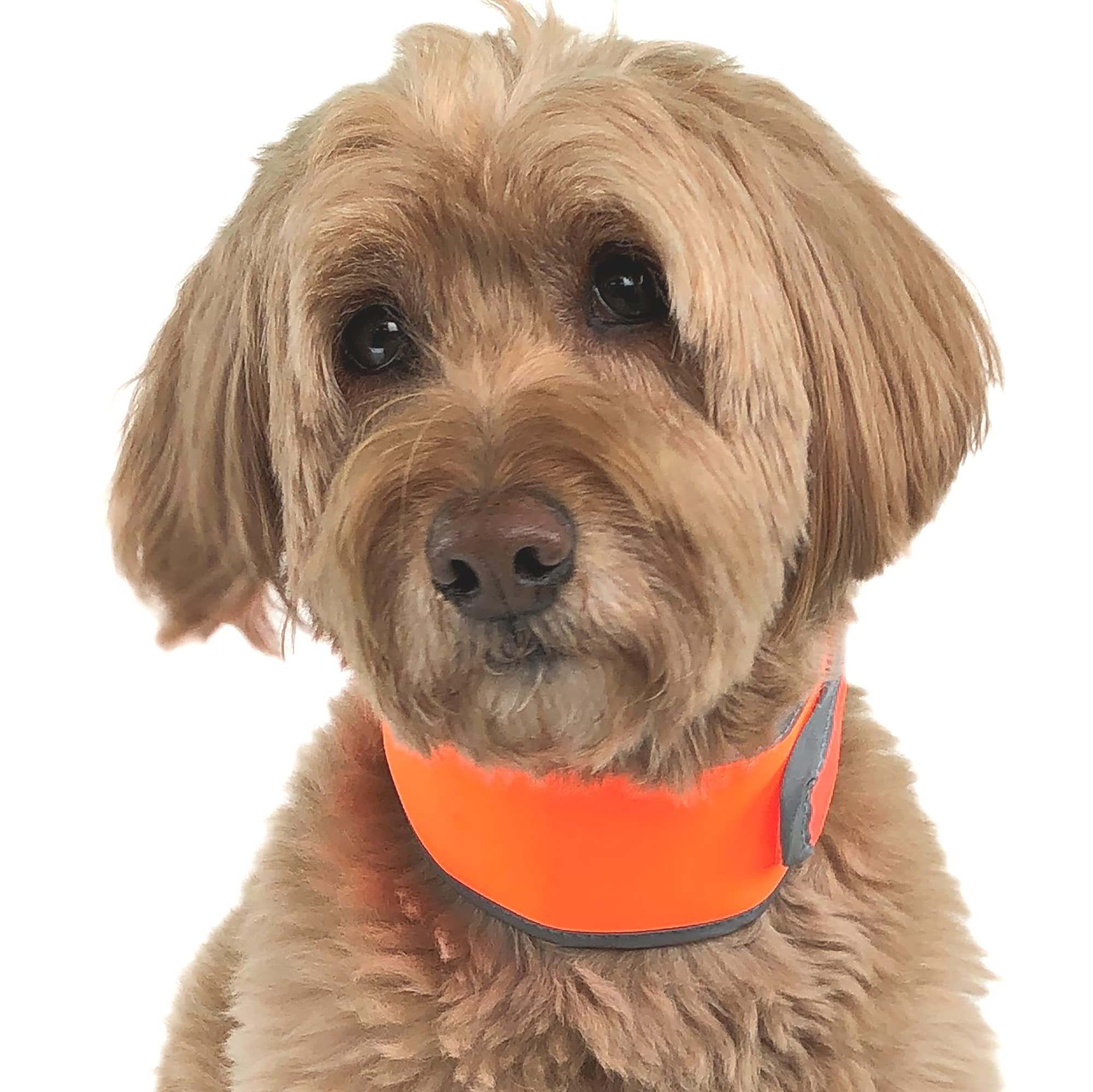CoolerDog ice-strip inserts provide refreshing cooling during hot outings