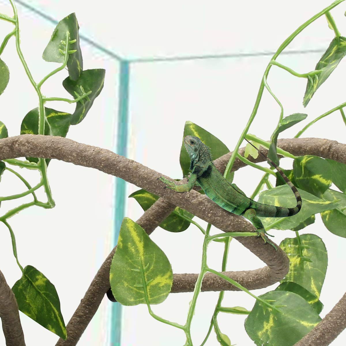 Coolrunner gecko lizard enclosure climbing setup demonstrates simple arrangement