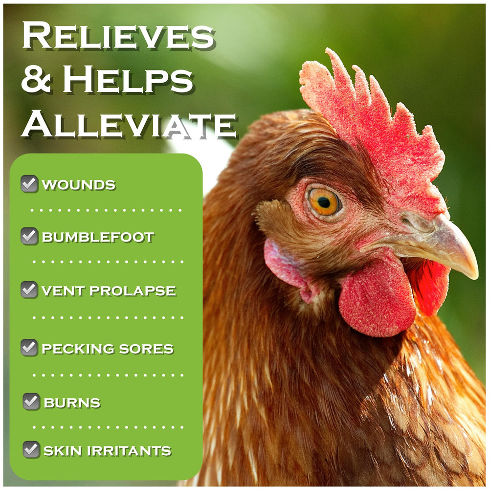 Coop Care Chicken's Choice sprayed on a chicken foot to cleanse a wound.