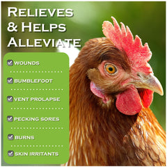 Coop Care Chicken's Choice sprayed on a chicken foot to cleanse a wound.