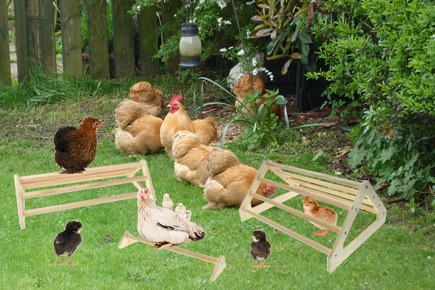CooShou multi-size pack supports growing chicks in a coop.