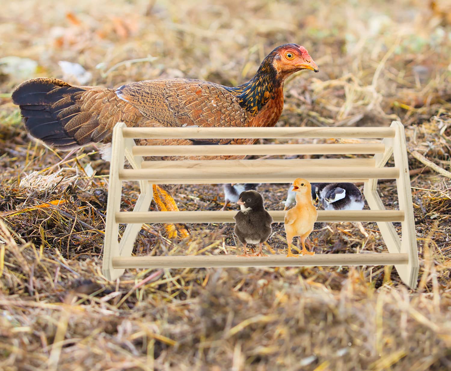 CooShou triangle plates showcase stable design for chick gyms.