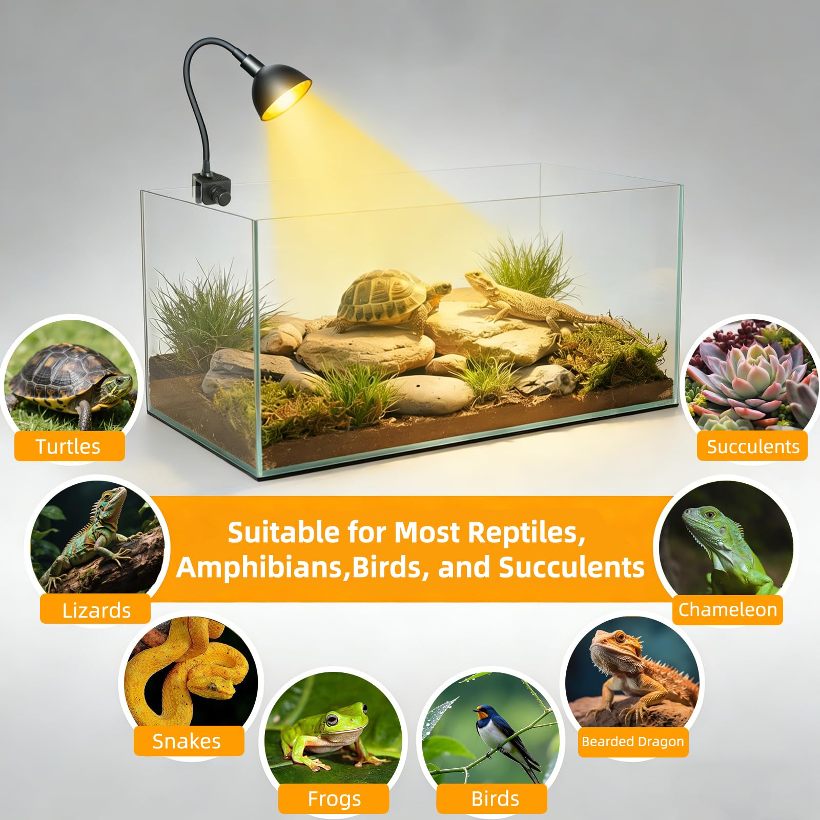 COOSPIDER 50W warmth helps pets stay active during the day.