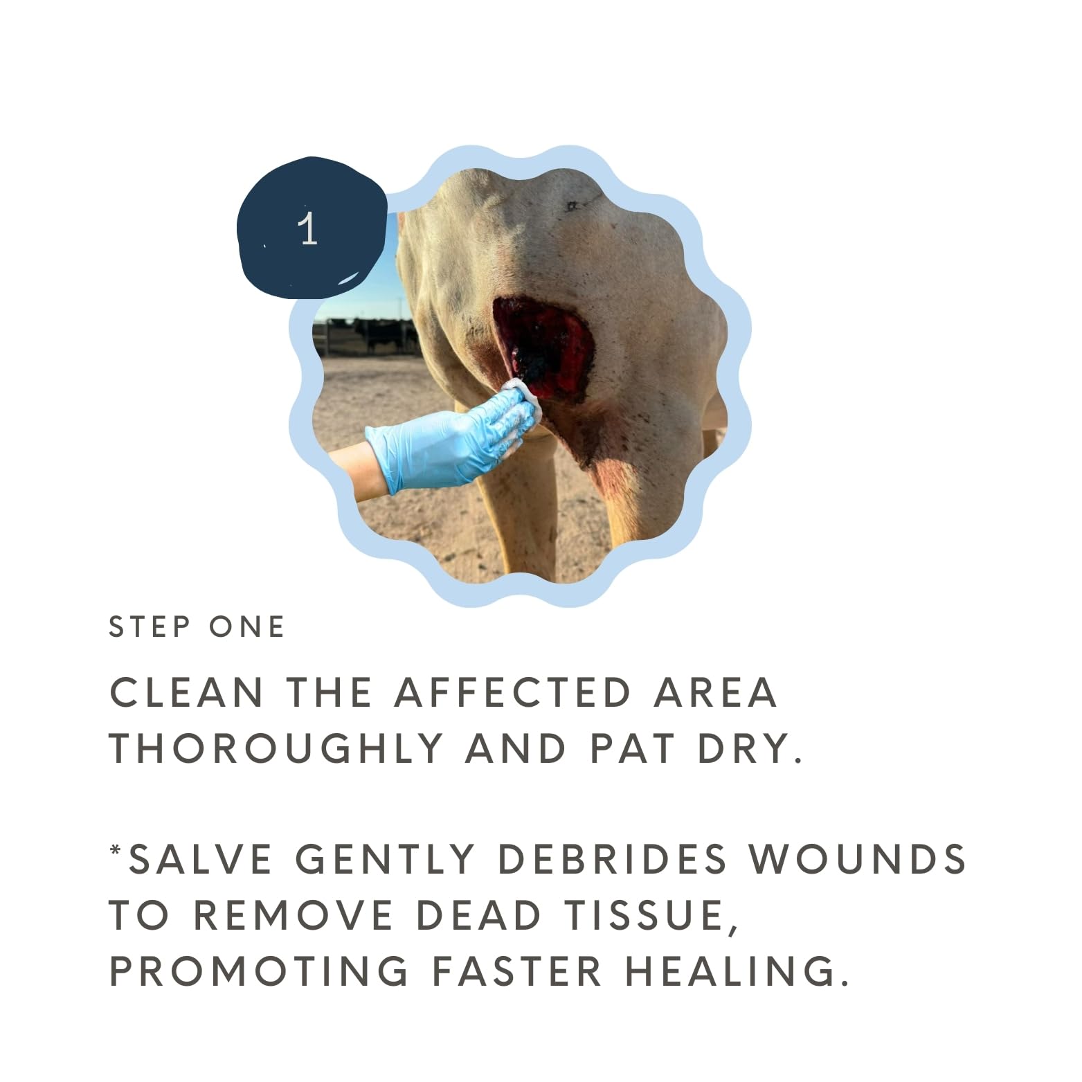 Corazon Therapeutics Wound Salve used in animal care scene with multiple animals