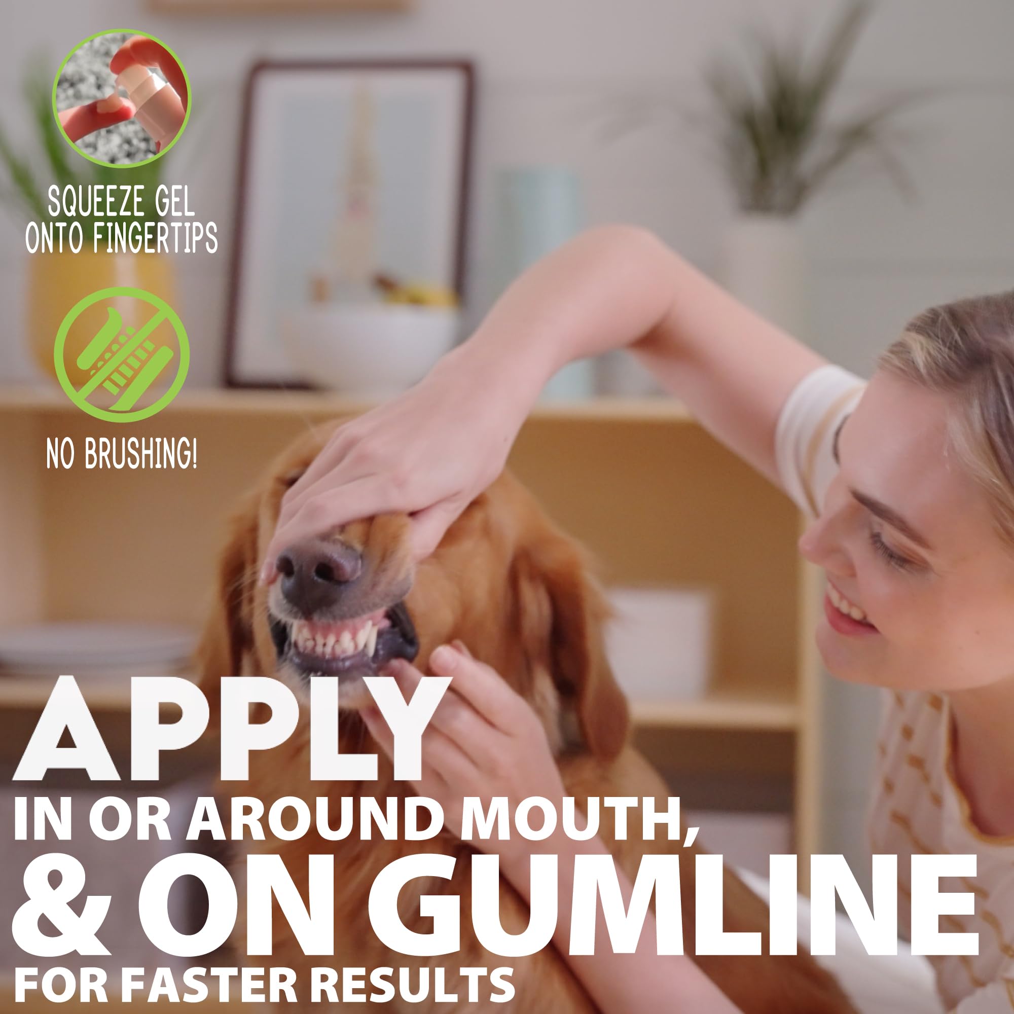 Applying the gel under a dog's gum line for daily oral care.