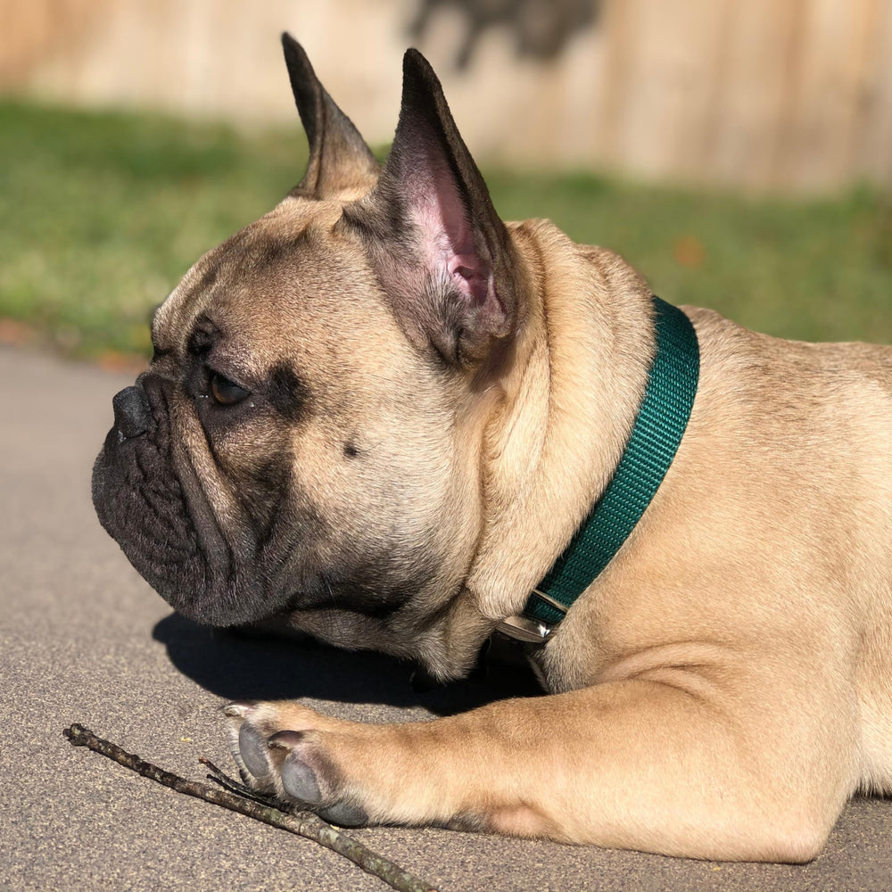 Country Brook Design martingale collar side view showing secure fit during walks