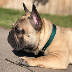 Country Brook Design martingale collar side view showing secure fit during walks