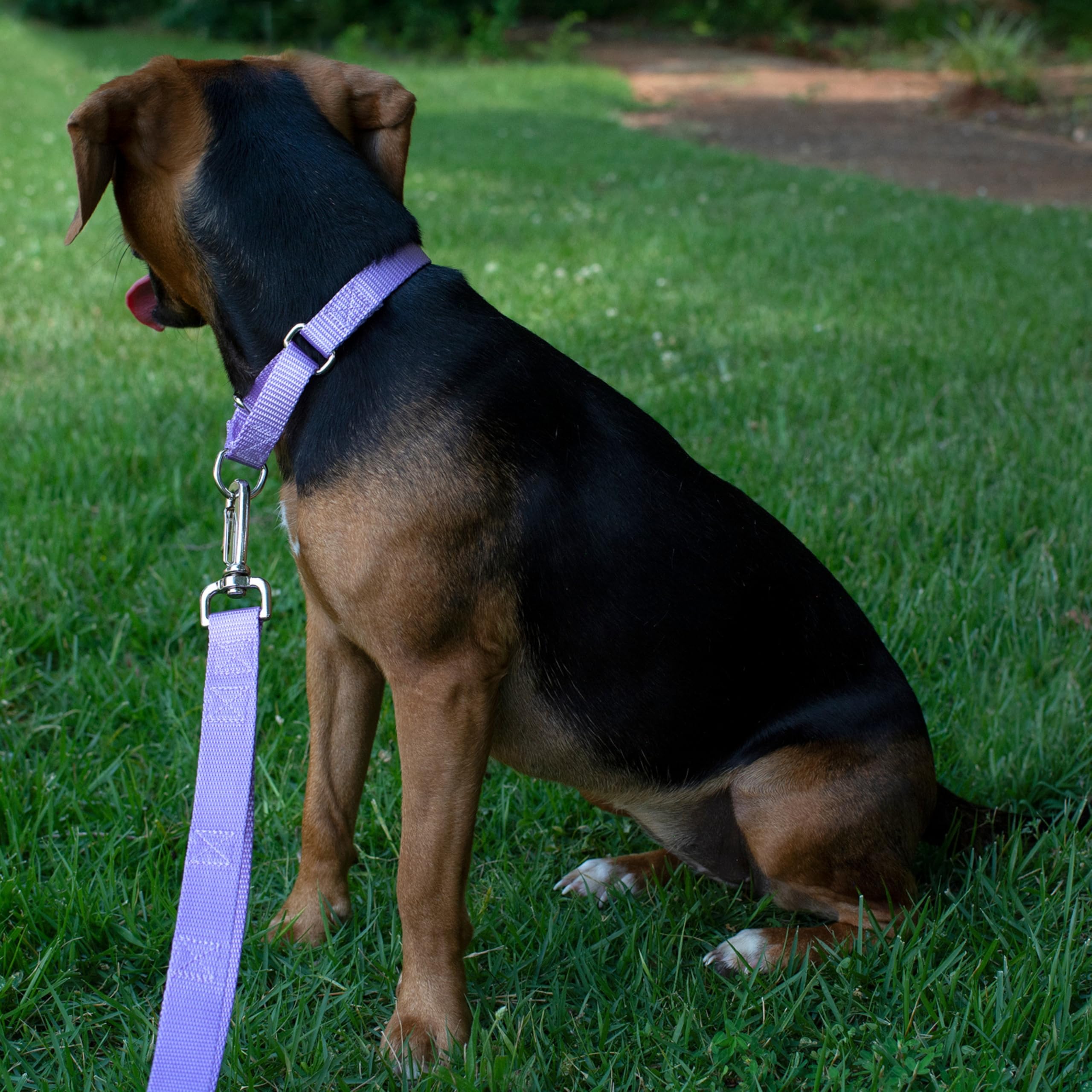 Country Brook Petz martingale collar nickel hardware adds strength and shine.