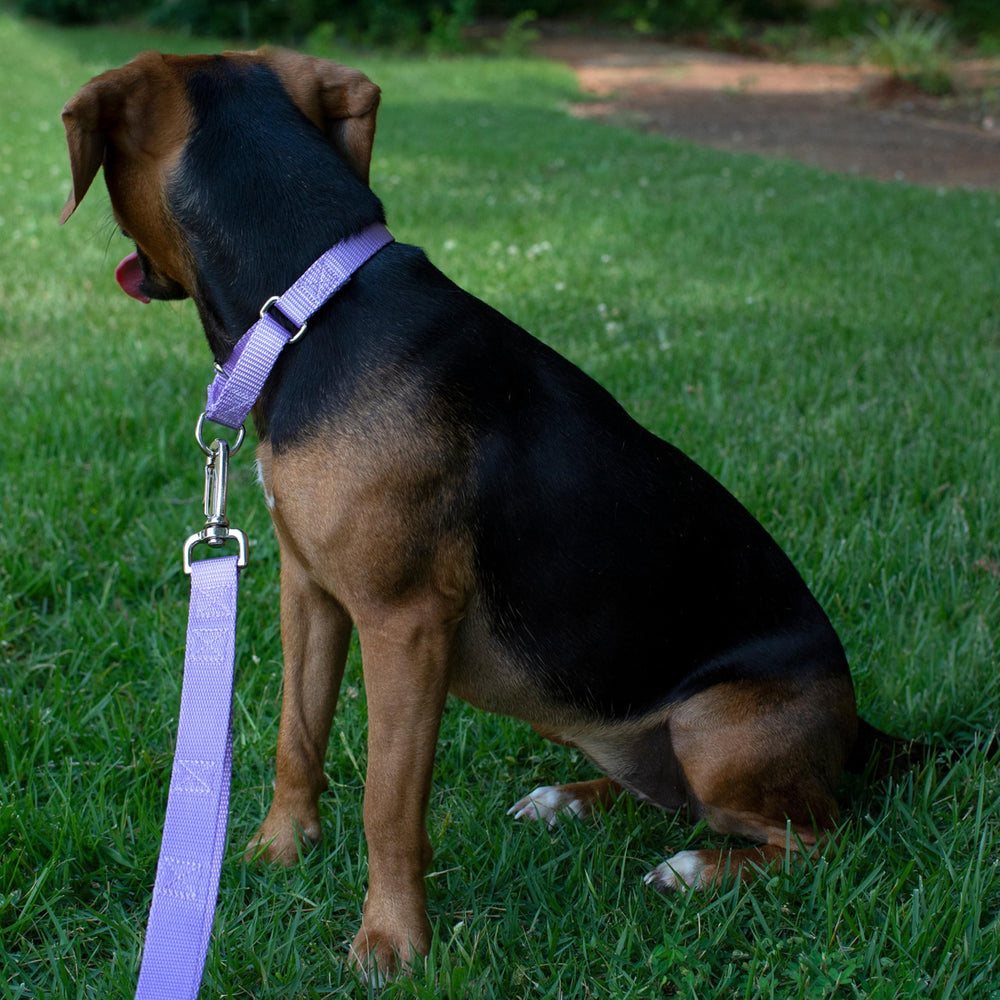 Country Brook Petz martingale collar nickel hardware adds strength and shine.