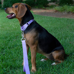 Country Brook Petz martingale collar nylon webbing for durable comfort.