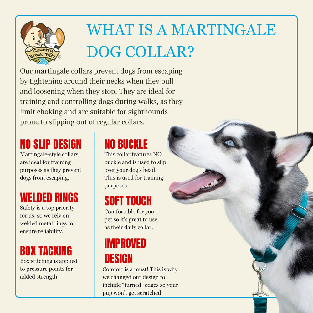 Country Brook Petz colorfast-dye-collar-teal resists fading through adventures