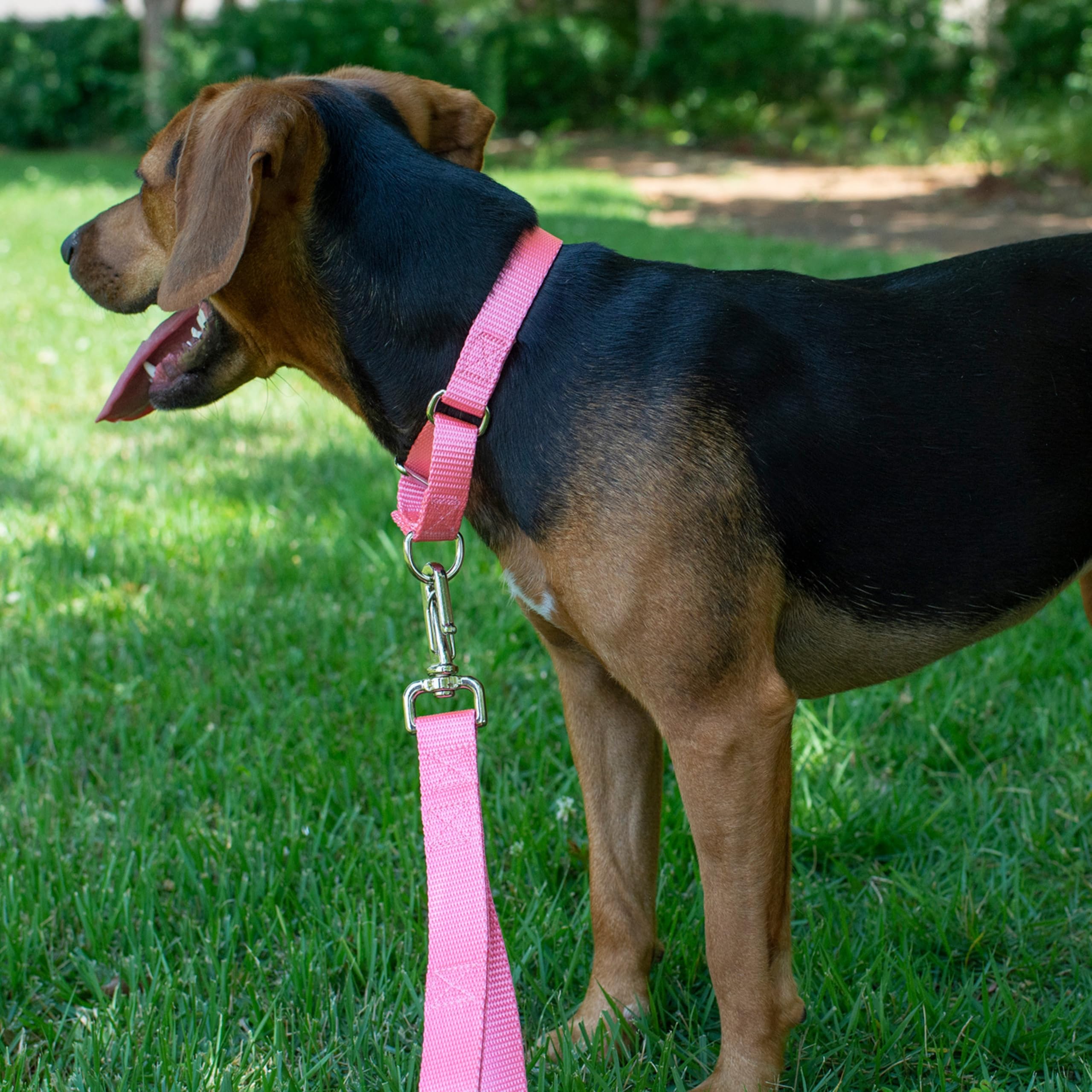 Country Brook Petz heavy-duty no-buckle collar for daily training and secure fits