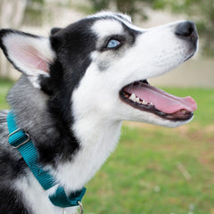 Country Brook Petz heavy-duty-no-buckle-training-collar supports safe, controlled walks