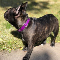 Country Brook Petz heavy-duty training collar on dog for secure control.