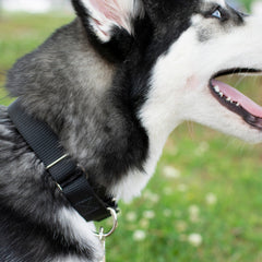 Medium 1-inch-width Country Brook Petz martingale collar on a dog for fit.
