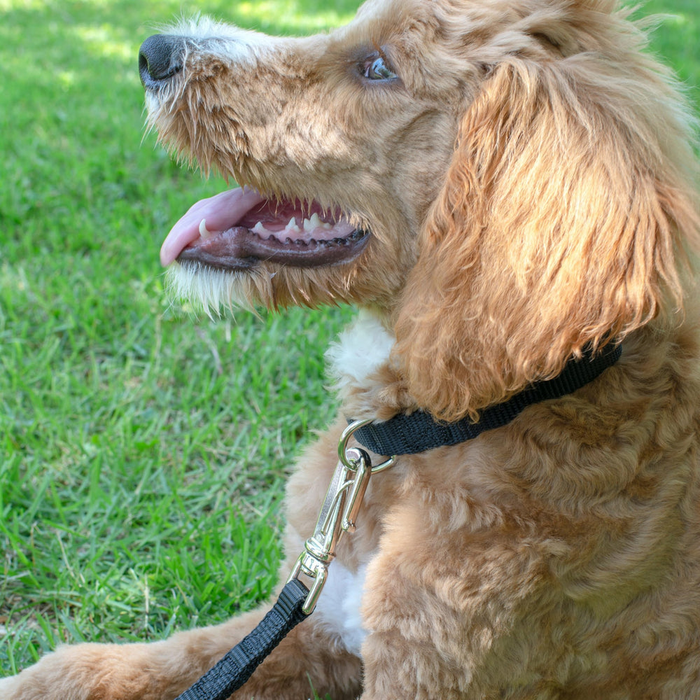 Close-up of nickel-plated hardware on Country Brook Petz collar for durability.