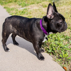 Country Brook Petz 1-inch purple collar on medium dog.