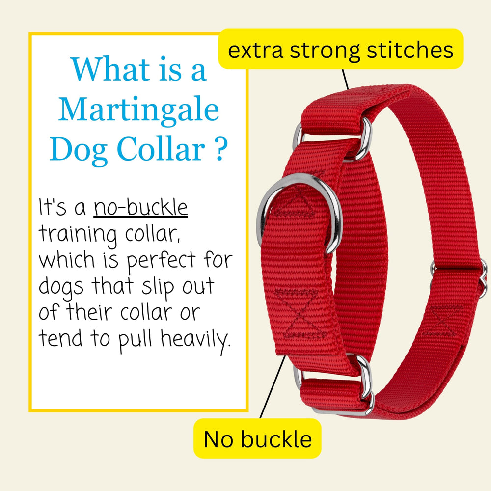 Country Brook Petz martingale collar neck size 15 21 inches on a medium pup
