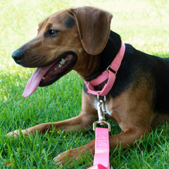 Country Brook Petz nylon webbing close-up showing ribbed texture and colorfast finish