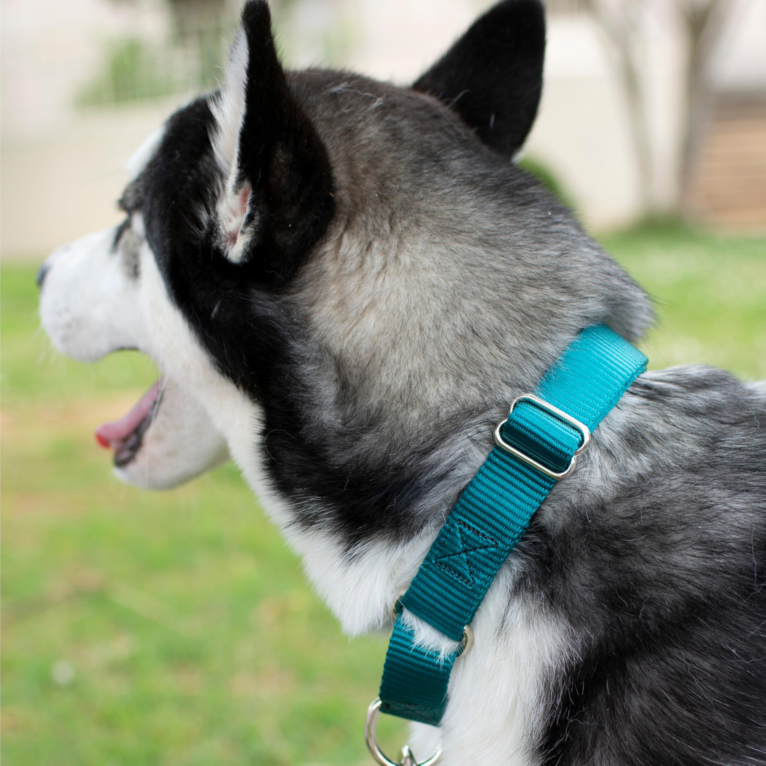 Country Brook Petz service-dog-collar crafted for dependable daily wear