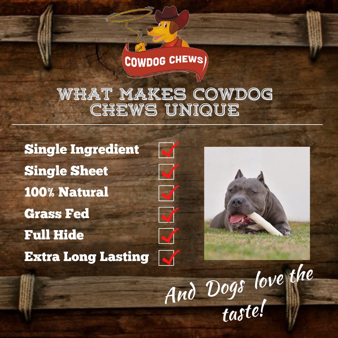Cowdog Chews rawhide roll in action as dog calmly chews