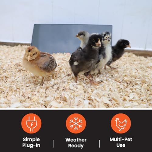 Energy-efficient 200W heater in action lowers energy use while warming birds.