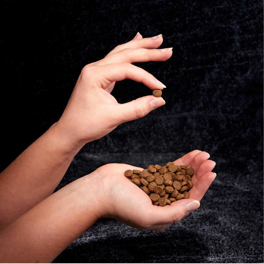 CRAVE chicken-flavor kibble close-up highlighting real protein for adventurous dogs.