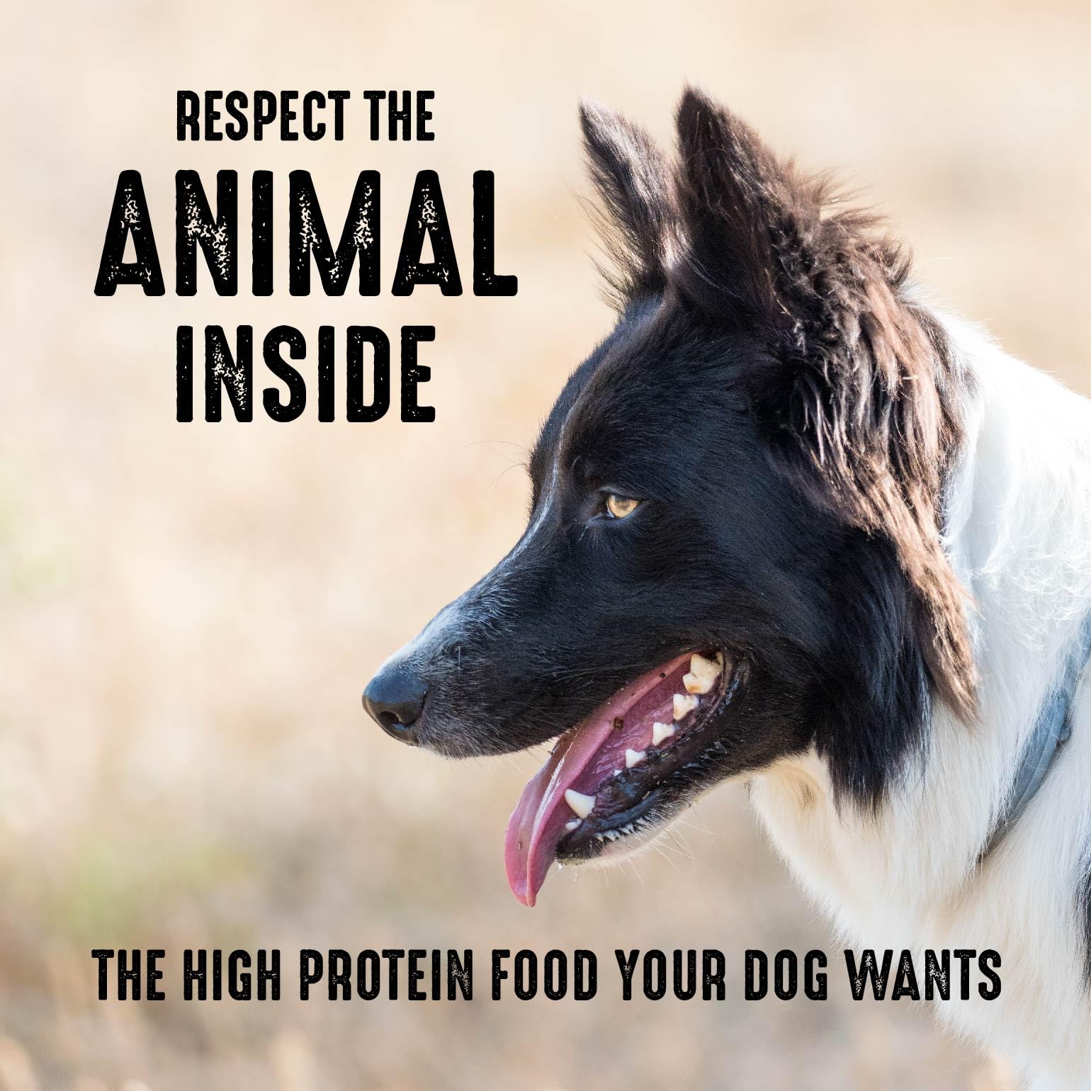 CRAVE dog savoring dinner demonstrates a palatable protein-rich recipe