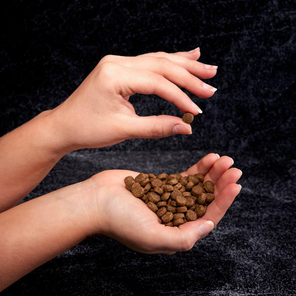 CRAVE grain-free dry food served in a dog bowl