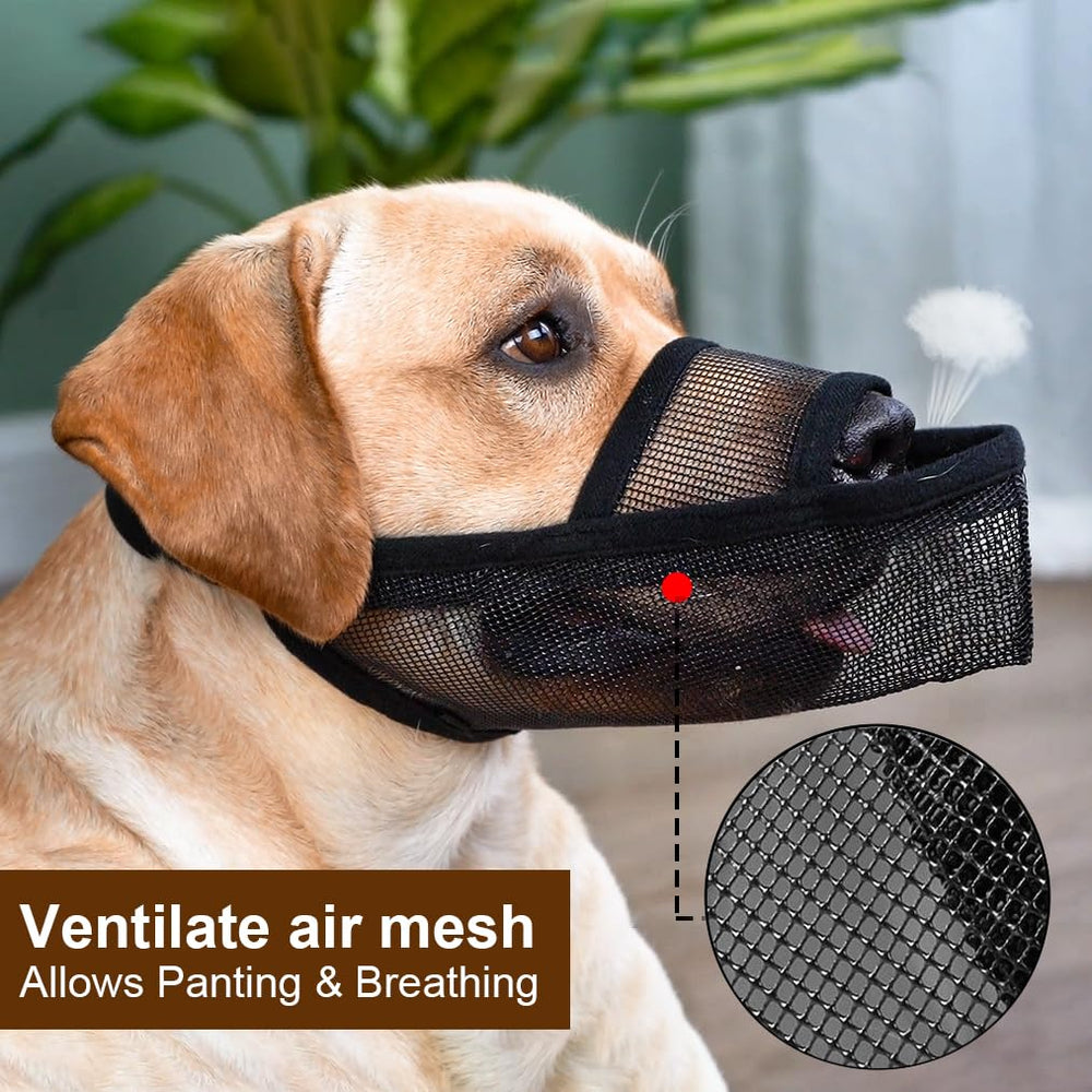 Crazy Felix durable stitching ensures lasting use during visits or walks.