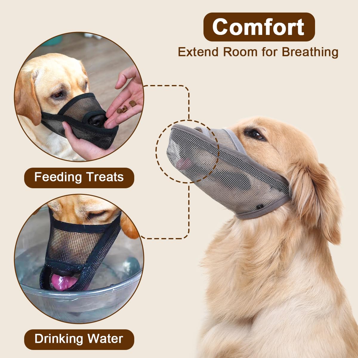 Crazy Felix training video guides acclimation with positive reinforcement.