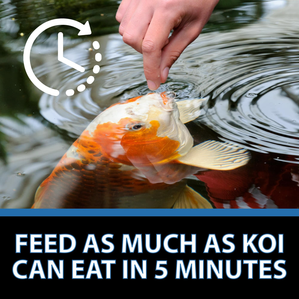 Pond feeding scene with CrystalClear Platinum floating pellets