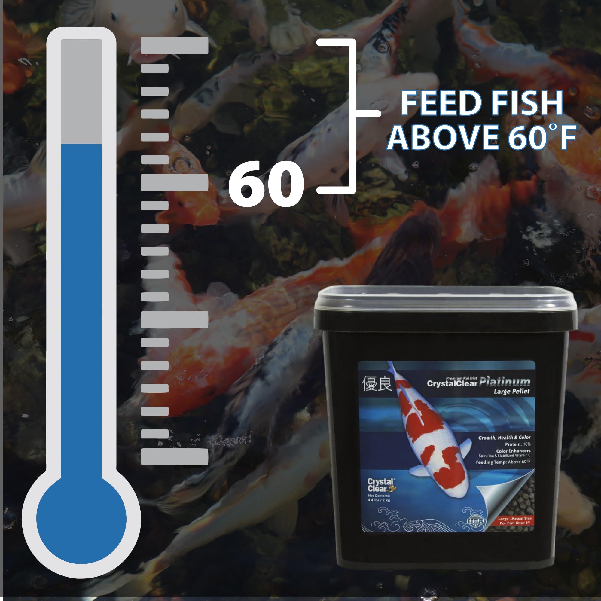Koi displaying vibrant color with CrystalClear Platinum Fish Food
