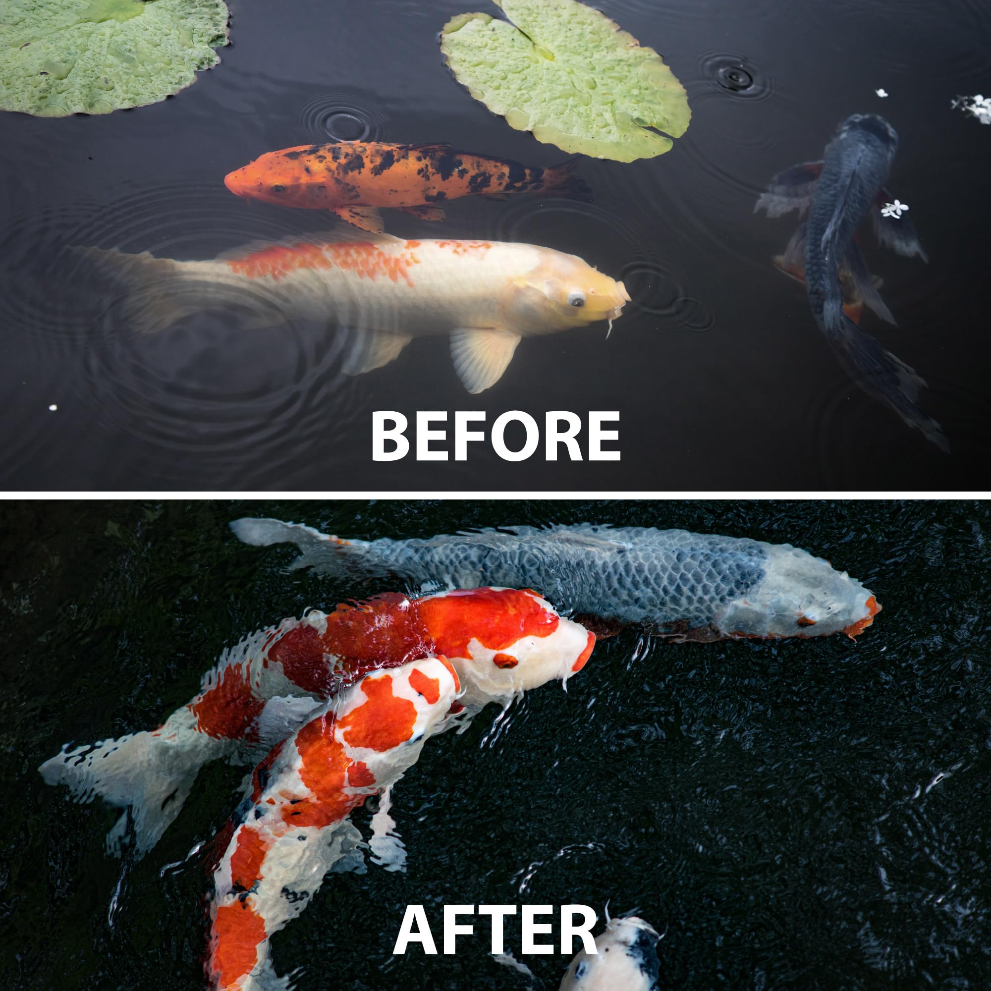 CrystalClear WheatGerm 28% protein highlights a nutrient-dense blend for pond fish