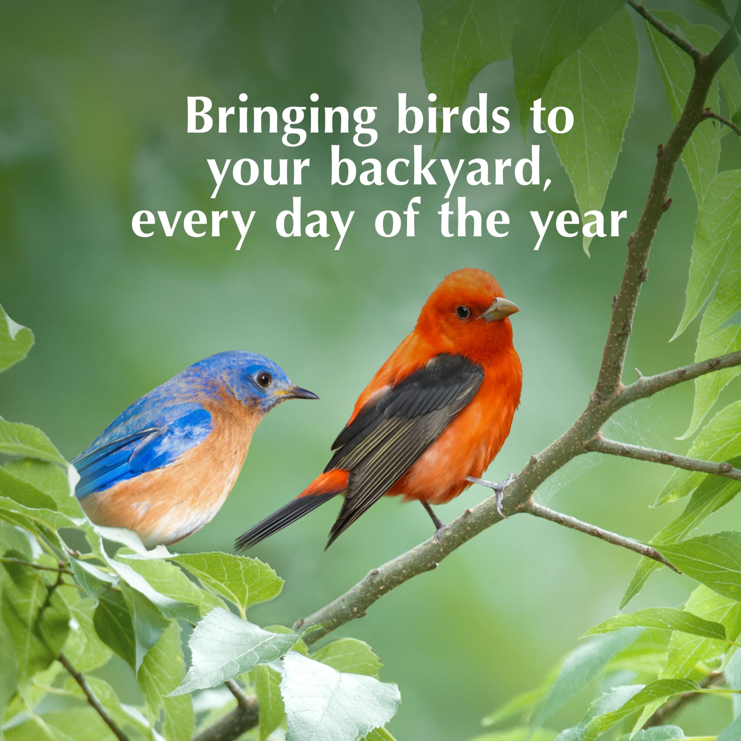 C&S Fruit n’ Nut Suet Cake helps attract robins and blue jays