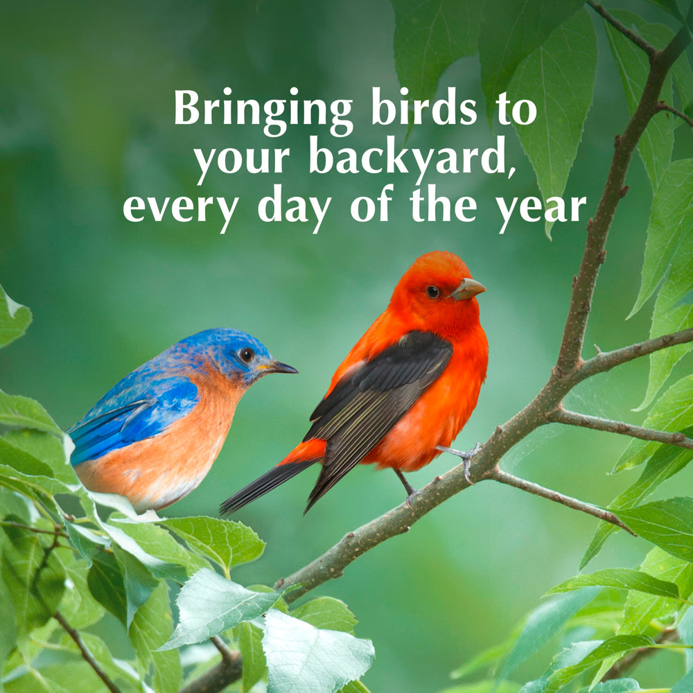 C&S Fruit n’ Nut Suet Cake helps attract robins and blue jays