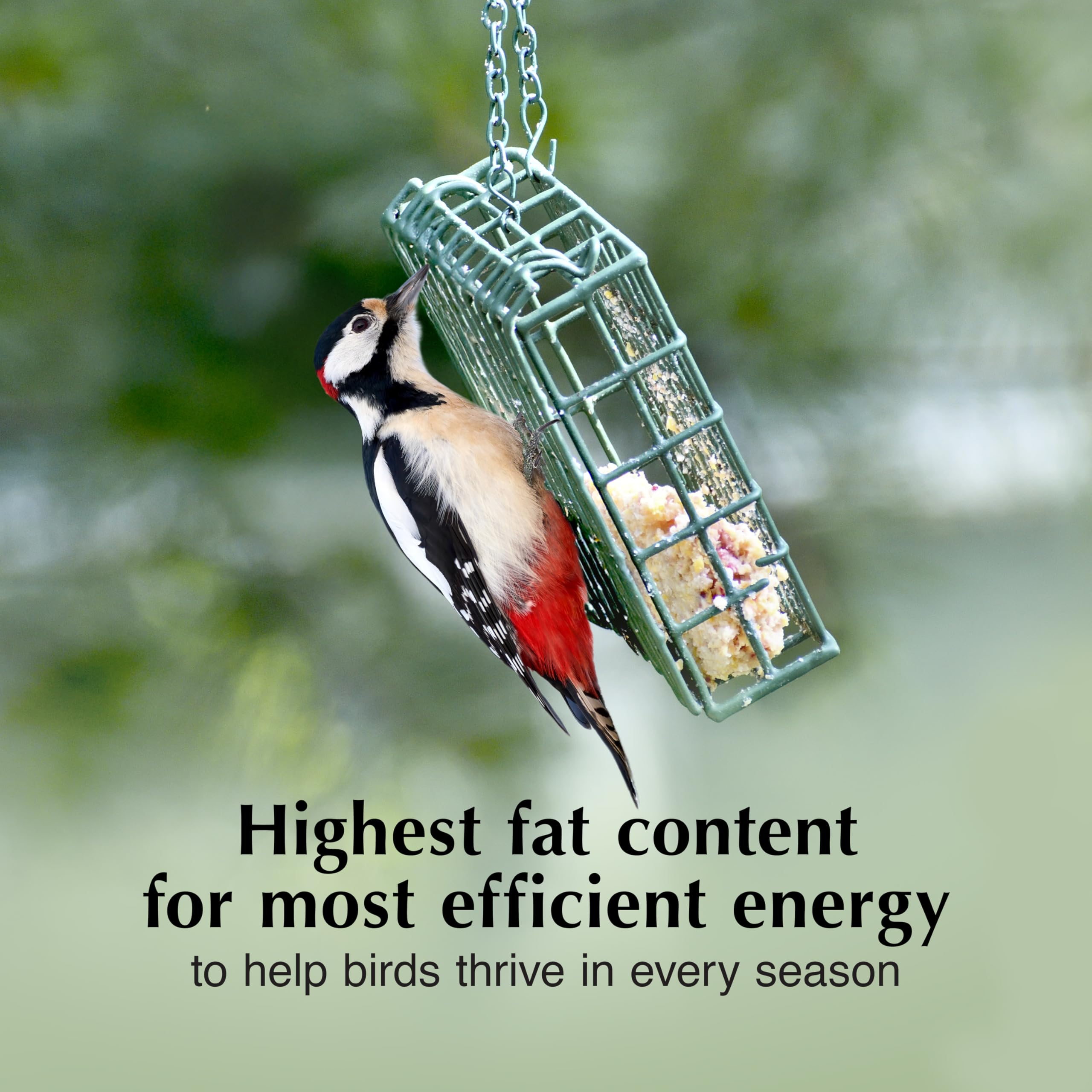 C&S Fruit n’ Nut Suet Cake with nuts attracts diverse backyard birds