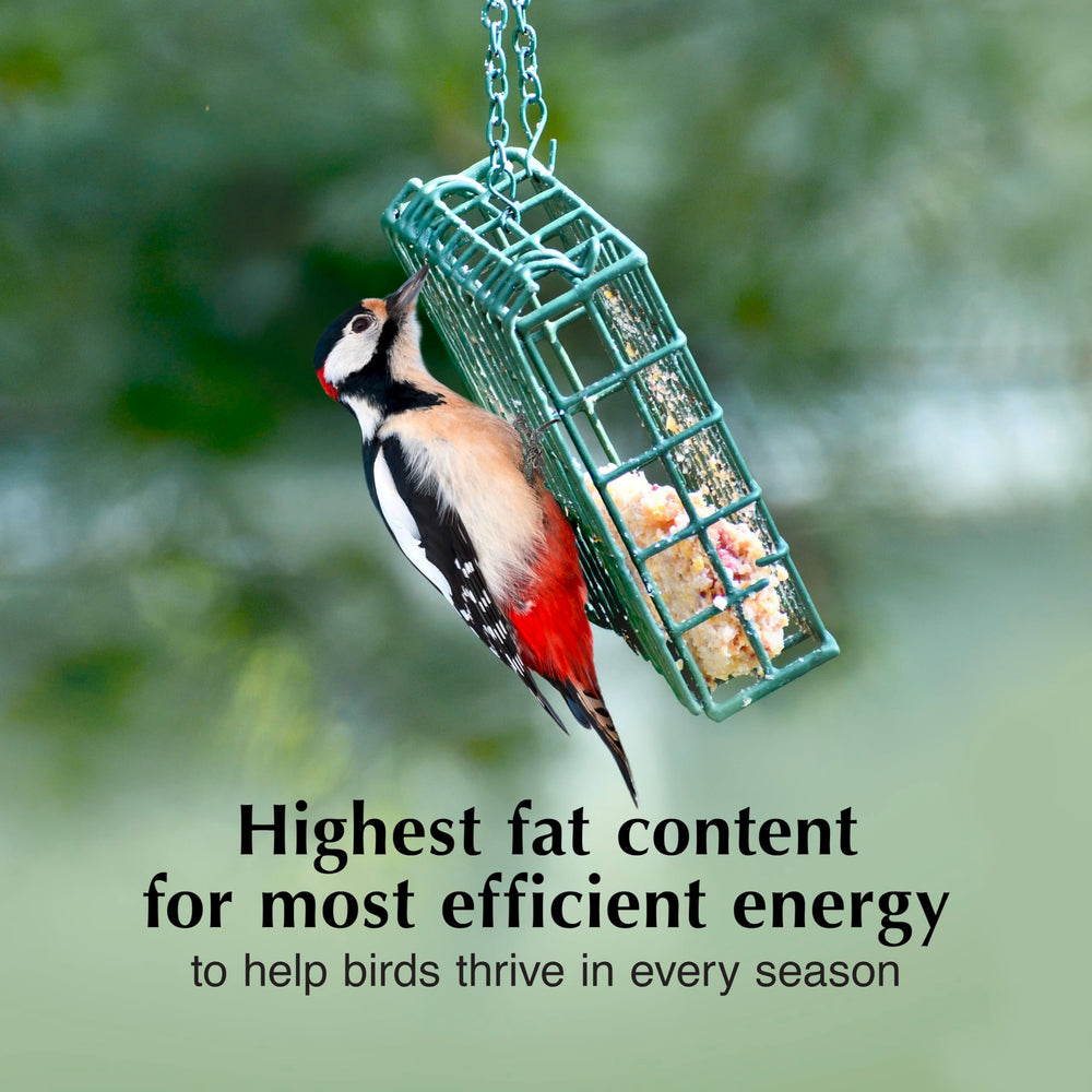 C&S Fruit n’ Nut Suet Cake with nuts attracts diverse backyard birds