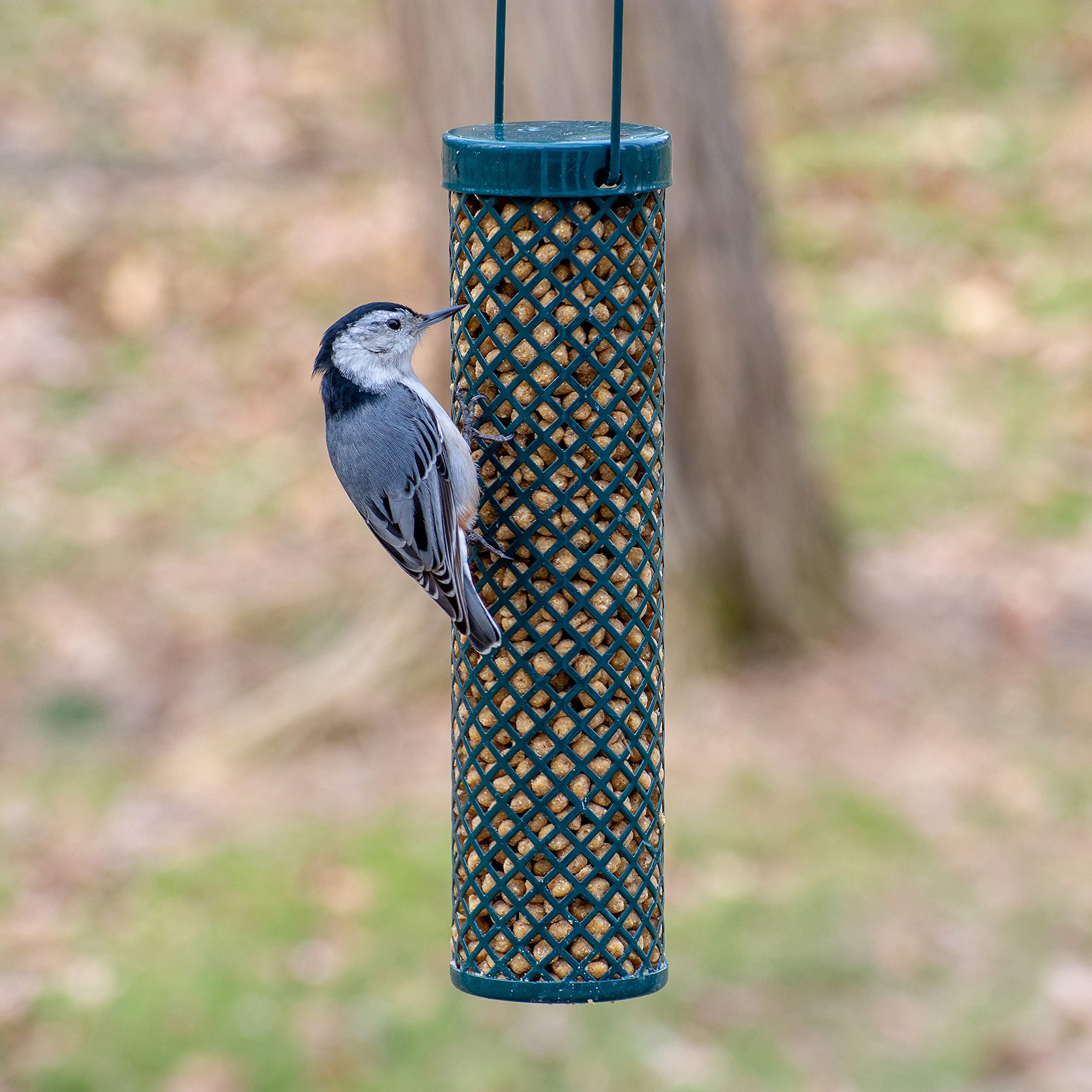 Squirrels deterred from feeder using hot pepper formulation.