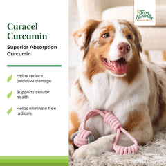 Dog-friendly Curacel Curcumin softgels as a daily dietary supplement.