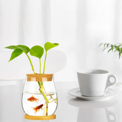 Cusnestal betta tank with small glass bowl offering bright visibility of fish
