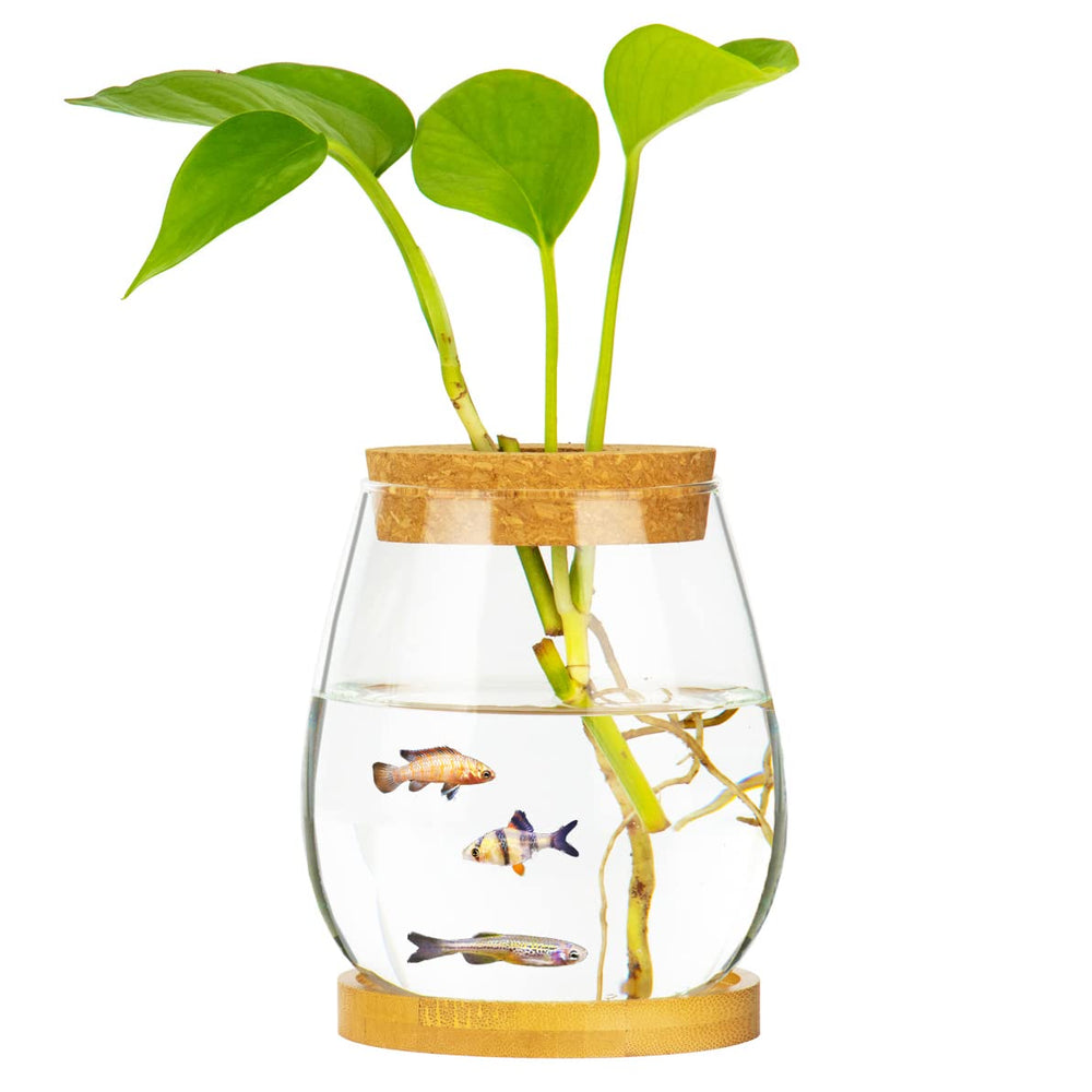 Cusnestal fish bowl on bamboo stand providing stable display on desks