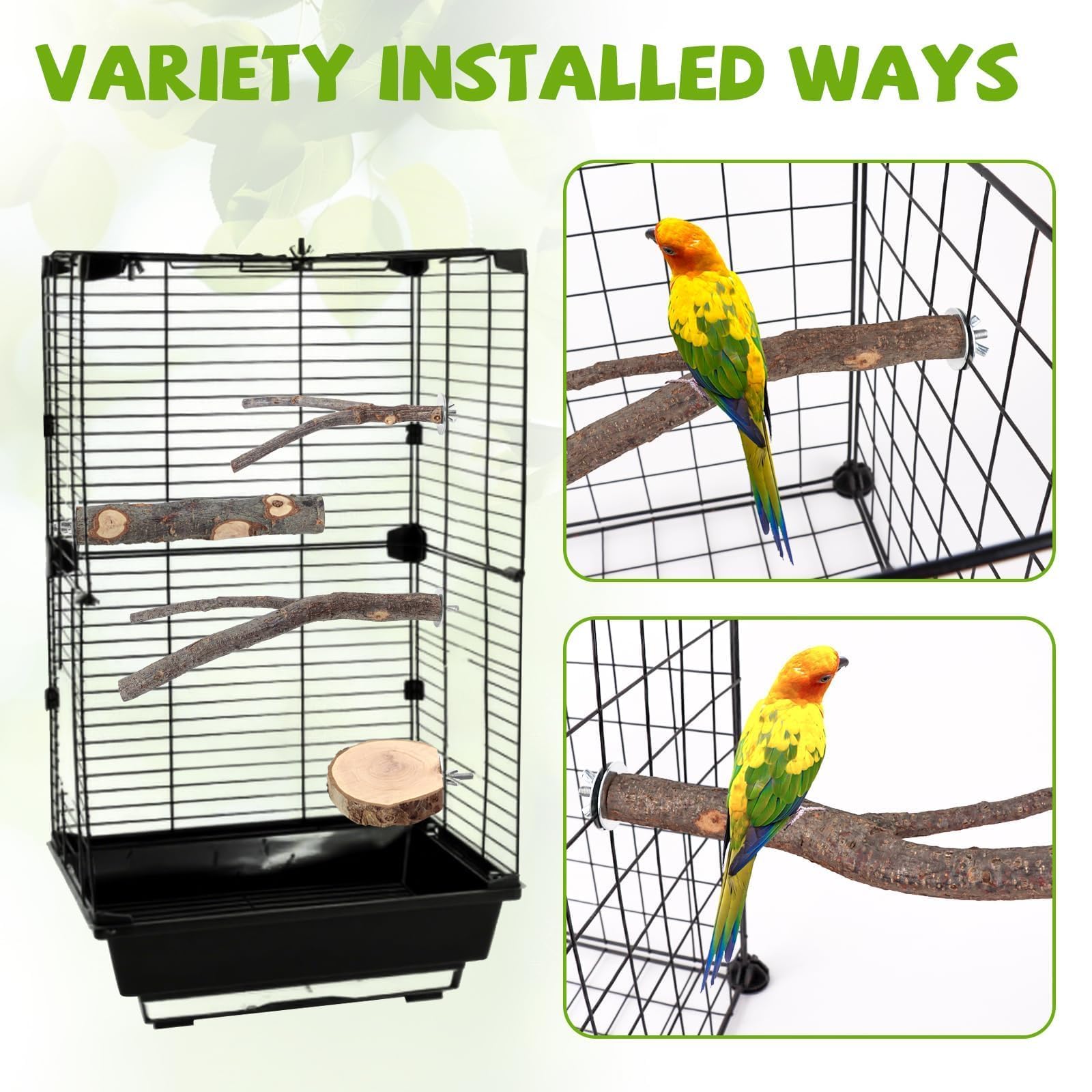 CZWESTC straight branch (8in) provides deeper foothold for confident birds.