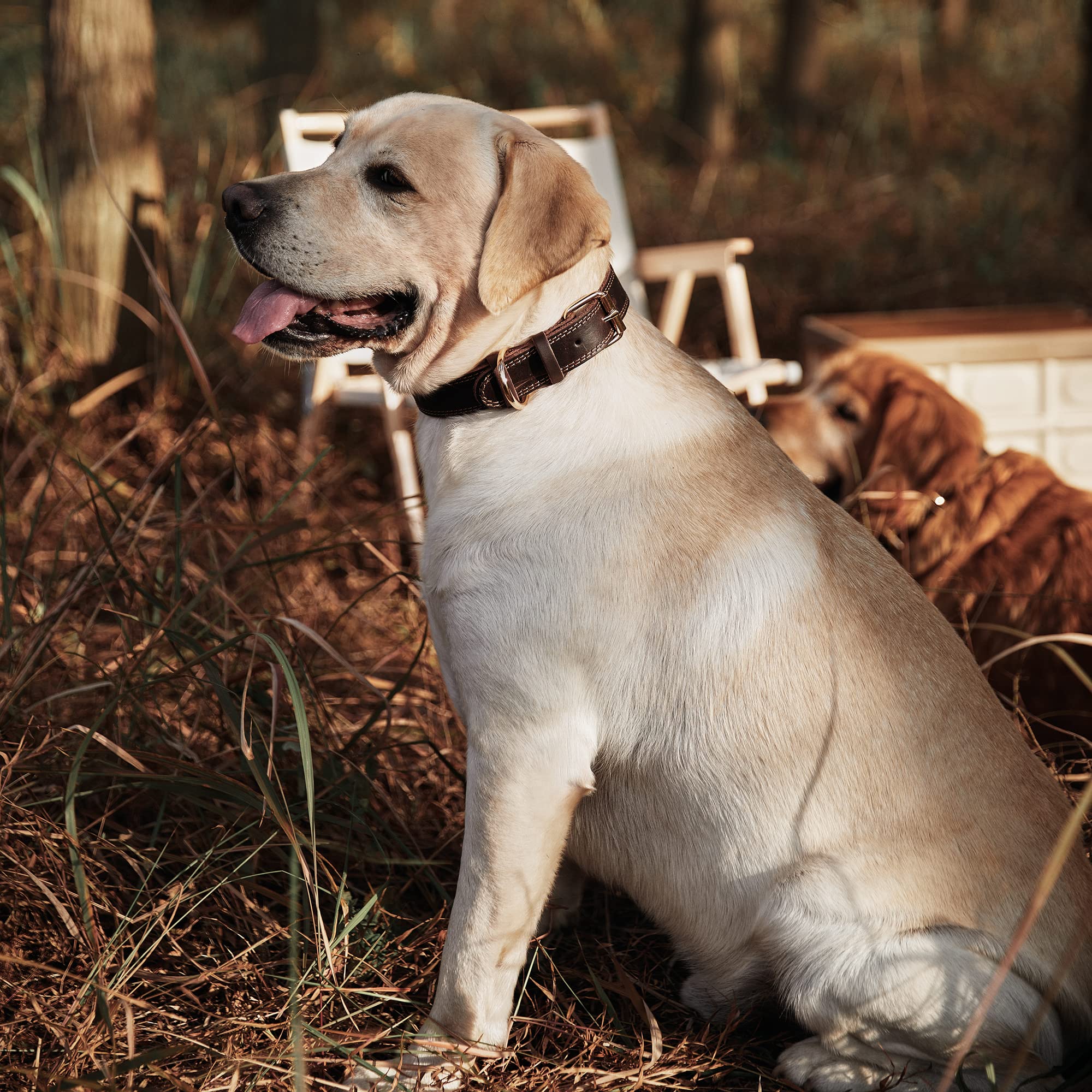 DAIHAQIKO dual D-ring design for leash and ID tag attachment.