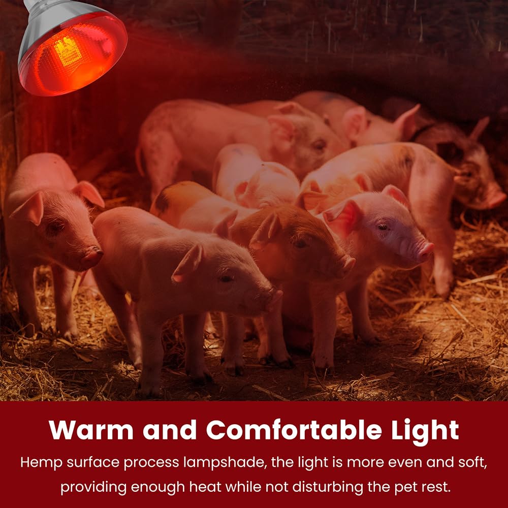 DaToo durable borosilicate glass lamp built for long-lasting use.