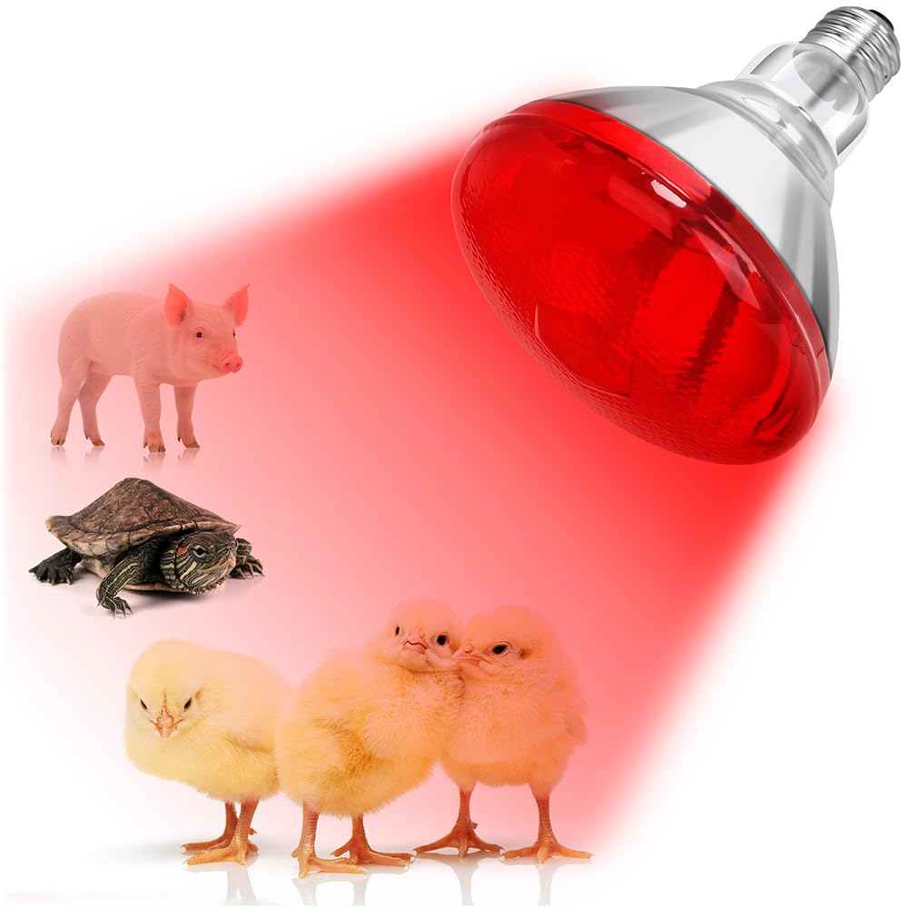 DaToo infrared heat lamp bulb for chickens delivers consistent warmth for brooders.