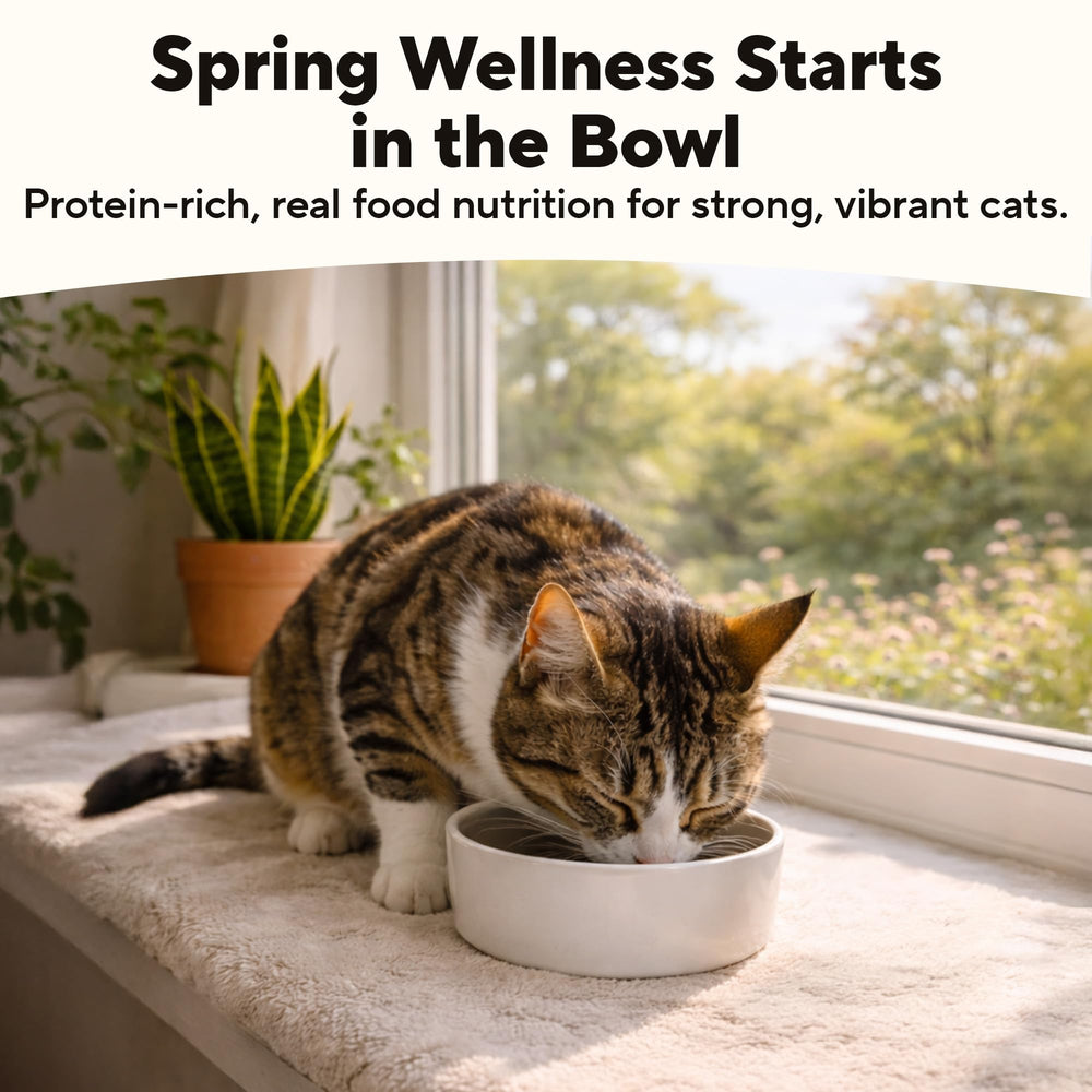 Dave's Pet Food Kidney Support Stew with broth emphasizes moisture for better hydration.